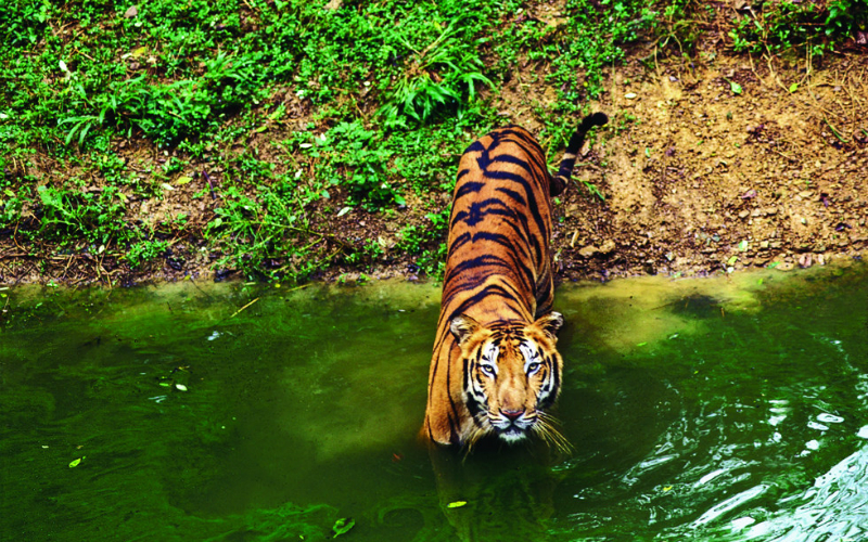 The Best Places In India For Wildlife And Nature Lovers To Visit