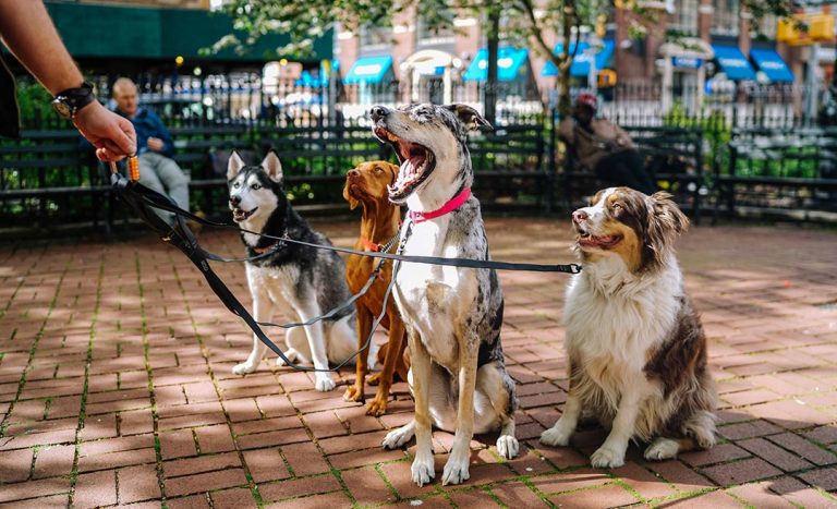 3 Trusted Pet-Sitting Services In Malaysia