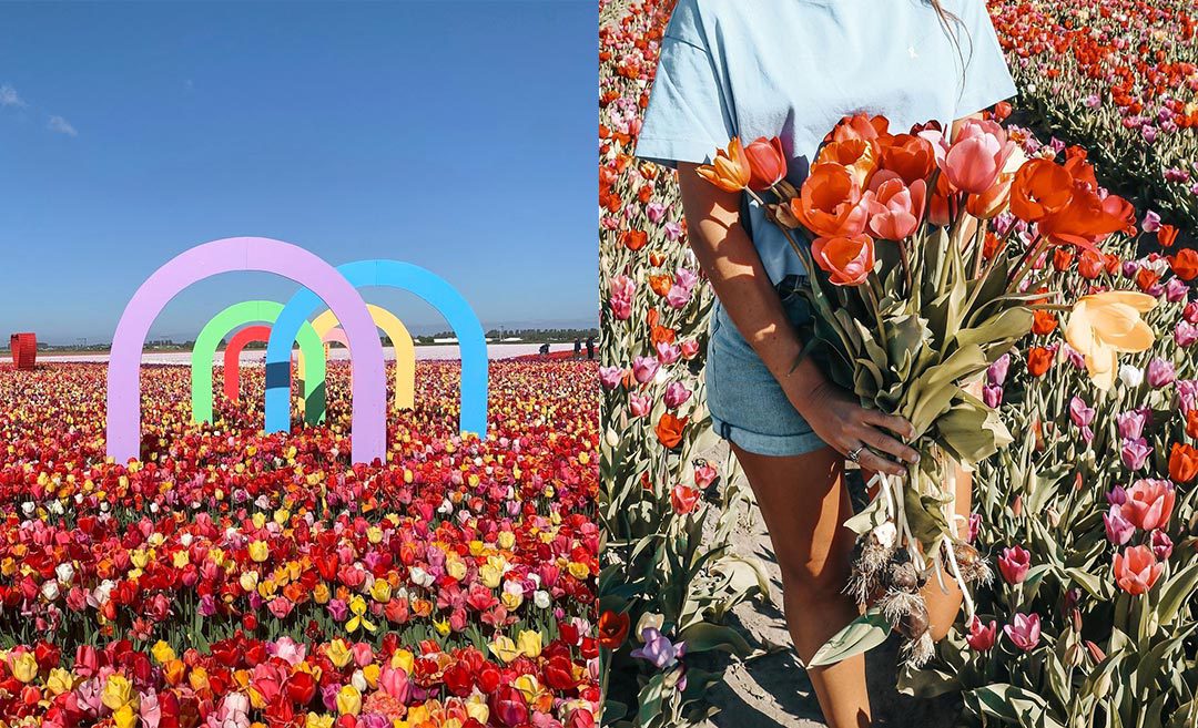 Beyond Keukenhof: Insider Tips To Visiting Tulip Fields In The Netherlands