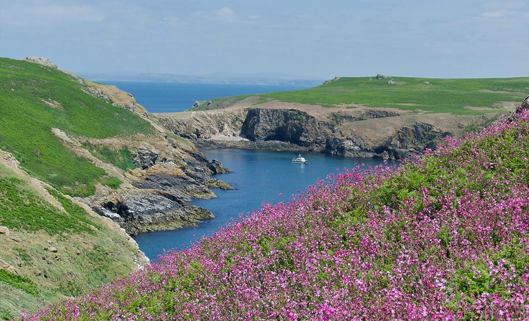 Purple wildflowers blooming across grassy hills overlooking a sheltered coastal bay on Skomer Island