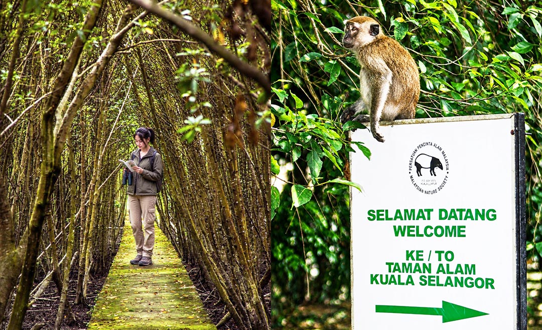 A two-photo collage showing a woman walking along a tree-canopied path at Kuala Selangor Nature Park on the left, and a Silvered Leaf Monkey perched atop a welcoming entrance sign in English and Malay on the right.