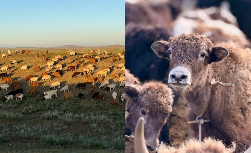 Herd of cows grazing peacefully on the lush green hillsides of the Gobi landscape in Mongolia.