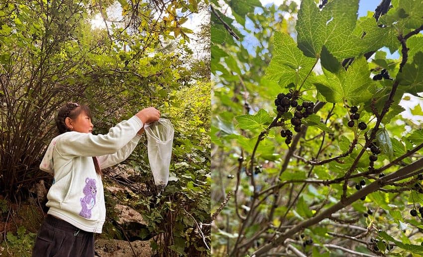 Wild berry patch growing along the green mountainside in the Gobi, Mongolia.