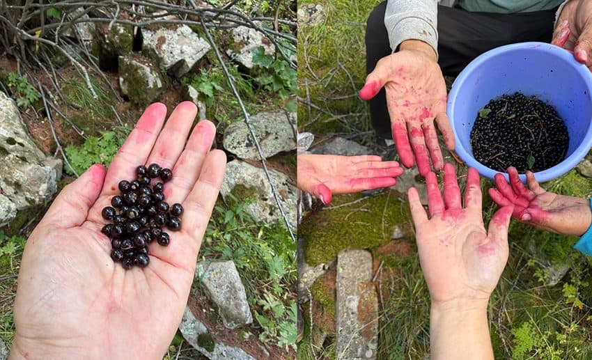 Close-up of Lynette Yee and local nomadic children showing their hands stained red from picking wild berries in Mongolia.